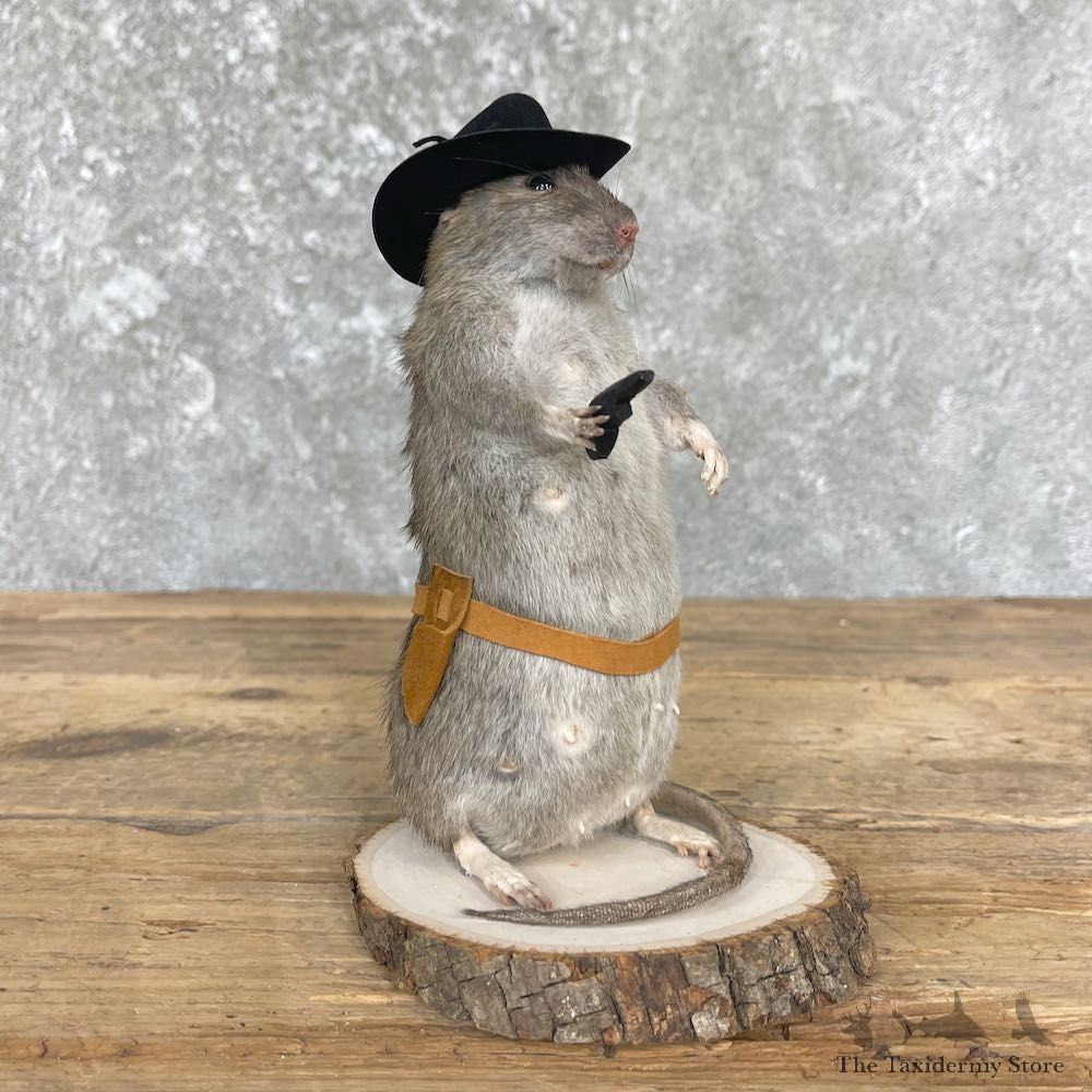 Cowboy Rat Novelty Mount For Sale #26417 @ The Taxidermy Store