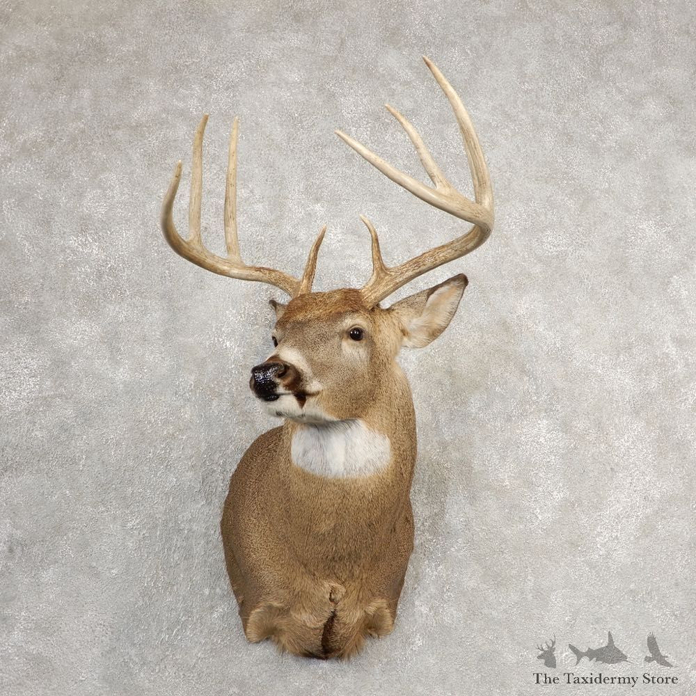 Whitetail Deer Shoulder Mount For Sale #21083 @ The Taxidermy Store