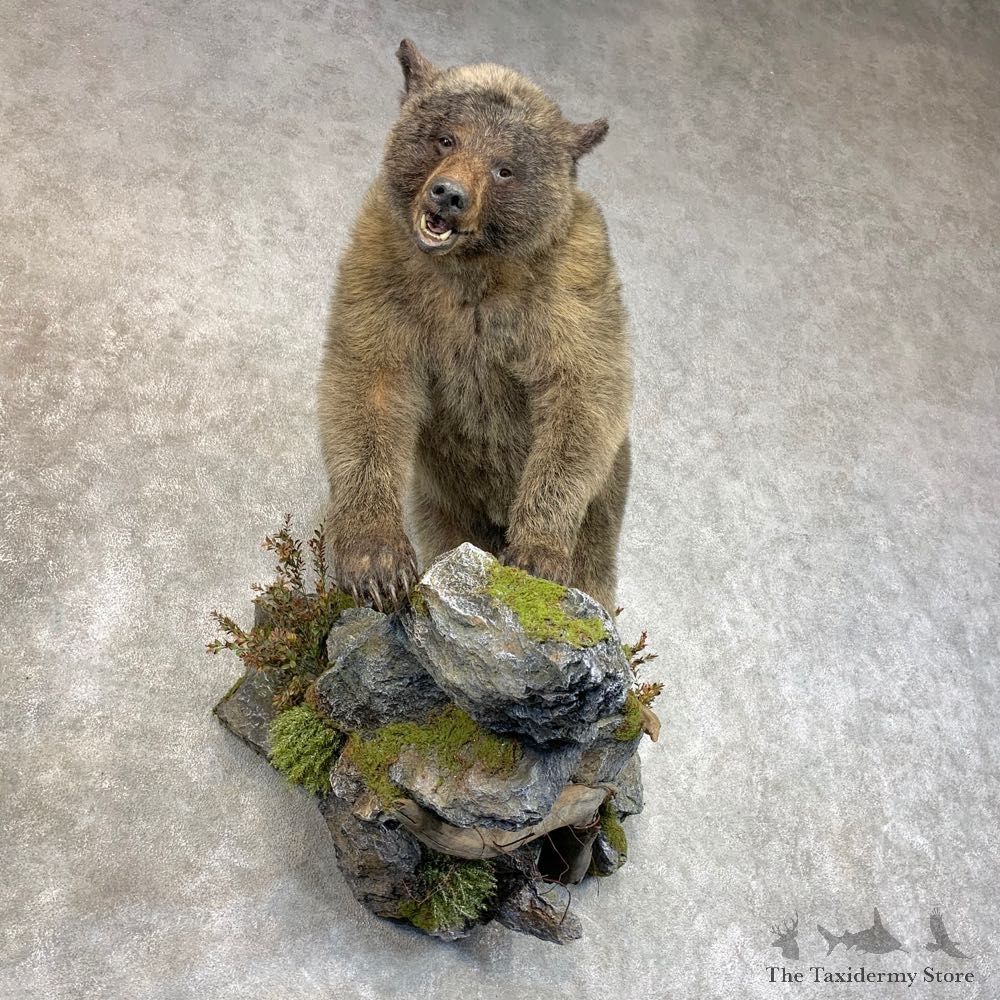 Glacier Bear Life-Size Taxidermy Mount For Sale #22775 - The Taxidermy Store