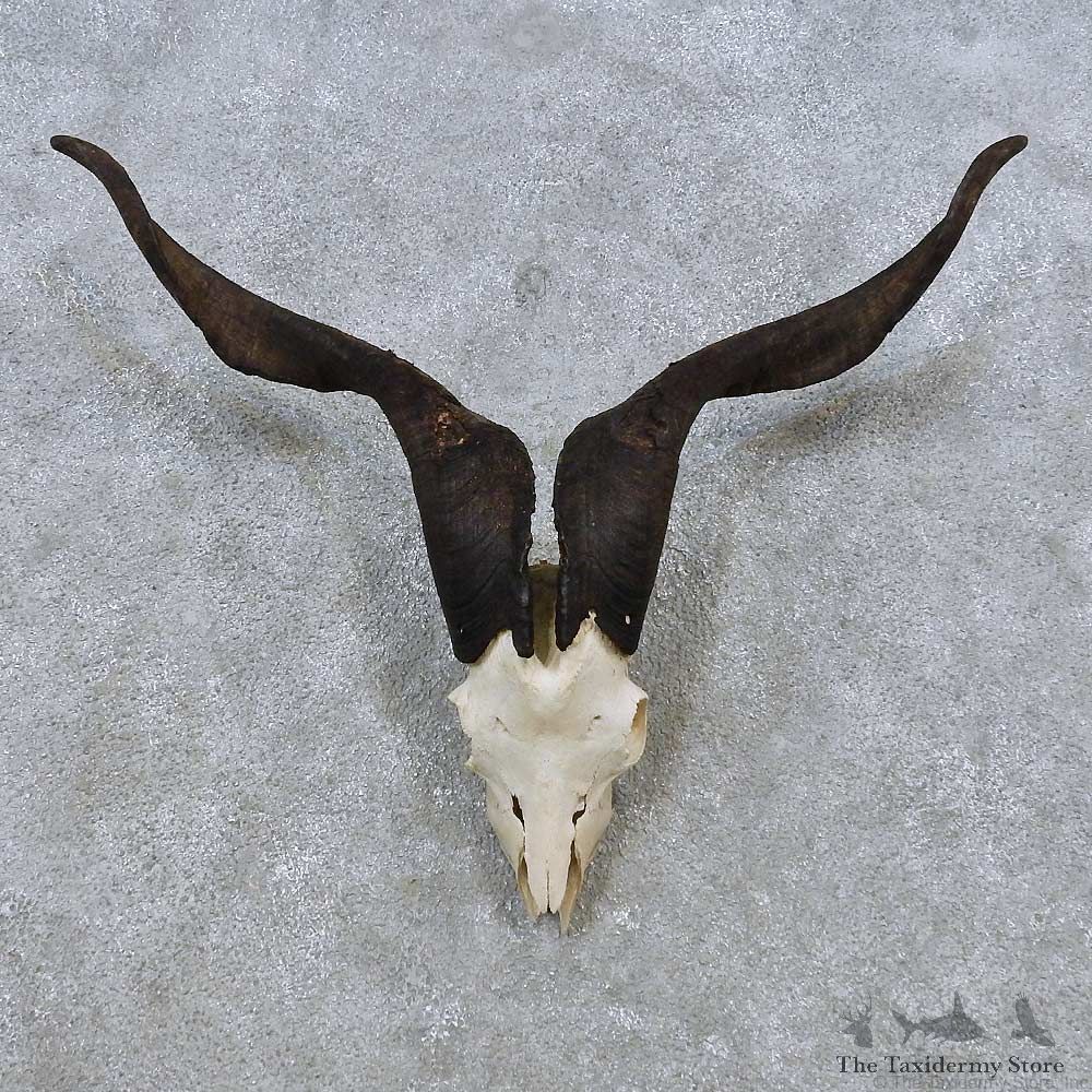 Feral Sheep Skull European Mount For Sale #14537 @ The Taxidermy Store