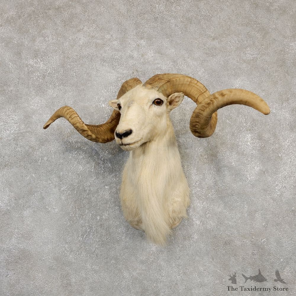 Texas Dall White Corsican Ram Taxidermy Mount #20183 For Sale @ The Taxidermy Store