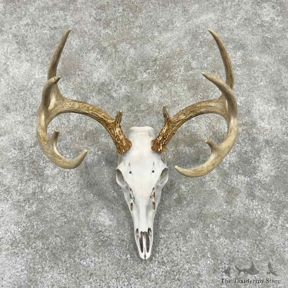 Whitetail Deer Skull European Mount For Sale #31666 @ The Taxidermy Store