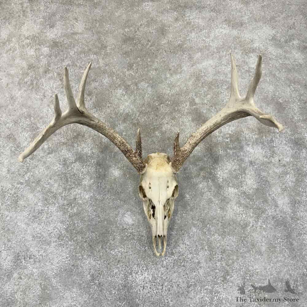 Whitetail Deer Skull European Mount For Sale #30917 @ The Taxidermy Store