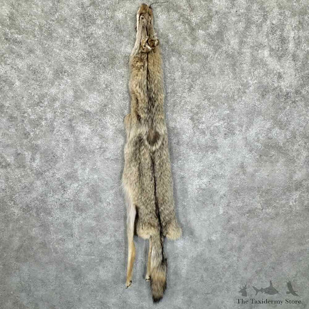 Coyote Dressing Tanned Hide For Sale #30947 @ The Taxidermy Store