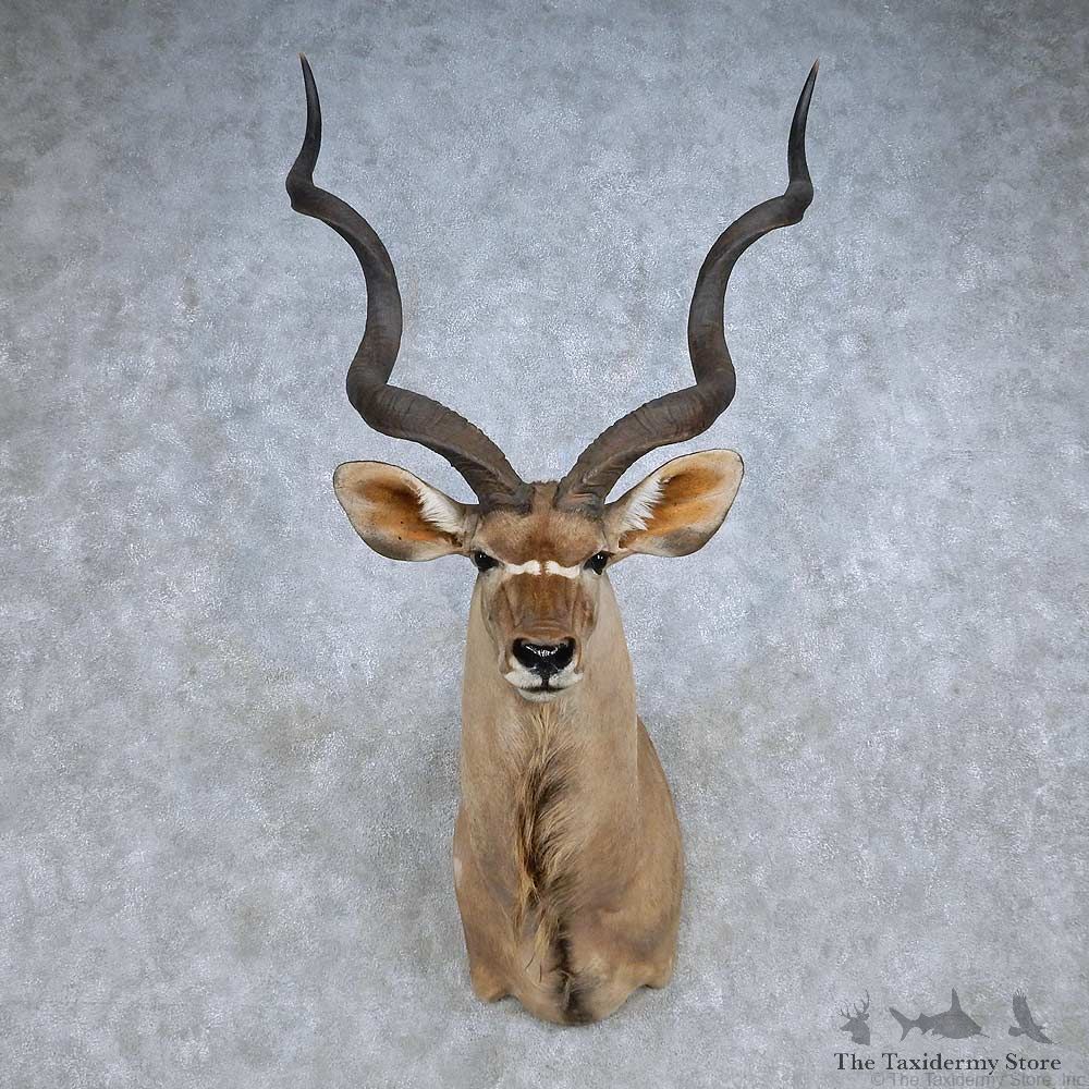 African Kudu Shoulder Mount For Sale #14812 @ The Taxidermy Store