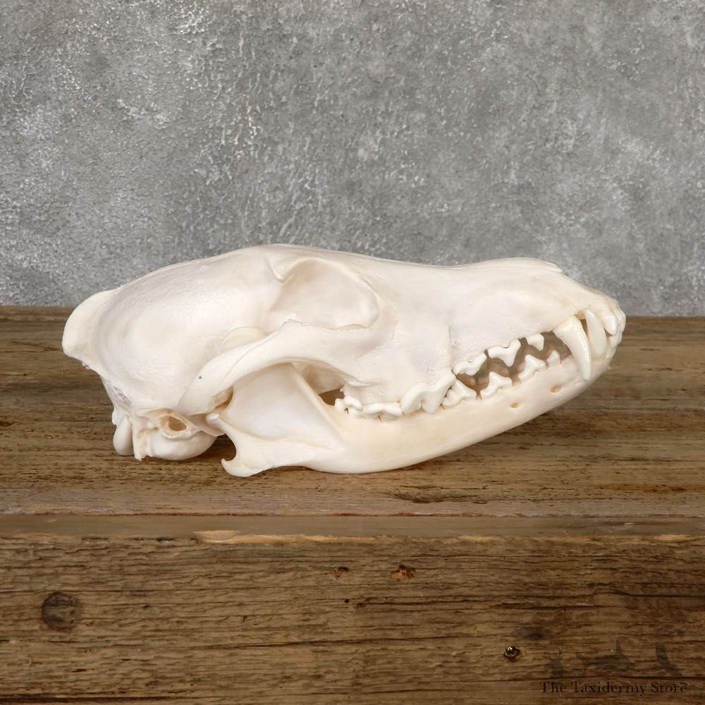 Coyote Full Skull Taxidermy Mount #18898 For Sale @ The Taxidermy Store