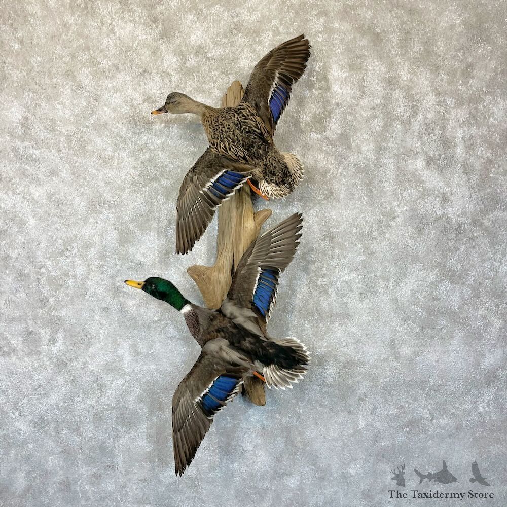 Mallard Drake and Hen Duck Mount For Sale #28186 - The Taxidermy Store