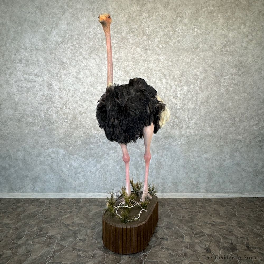 Ostrich Life-Size Mount For Sale #29730 @ The Taxidermy Store