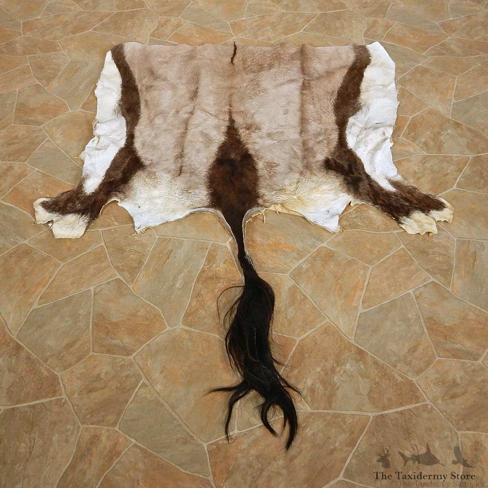 Gemsbok Hide Mount For Sale #14897 @ The Taxidermy Store
