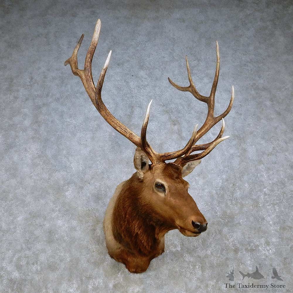 Rocky Mountain Elk Shoulder Mount For Sale #14268 @ The Taxidermy Store