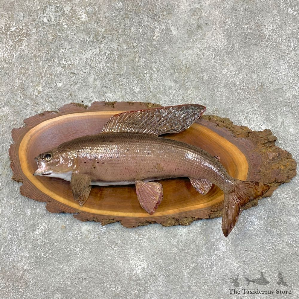 Arctic Grayling Fish Mount For Sale #23567 @ The Taxidermy Store