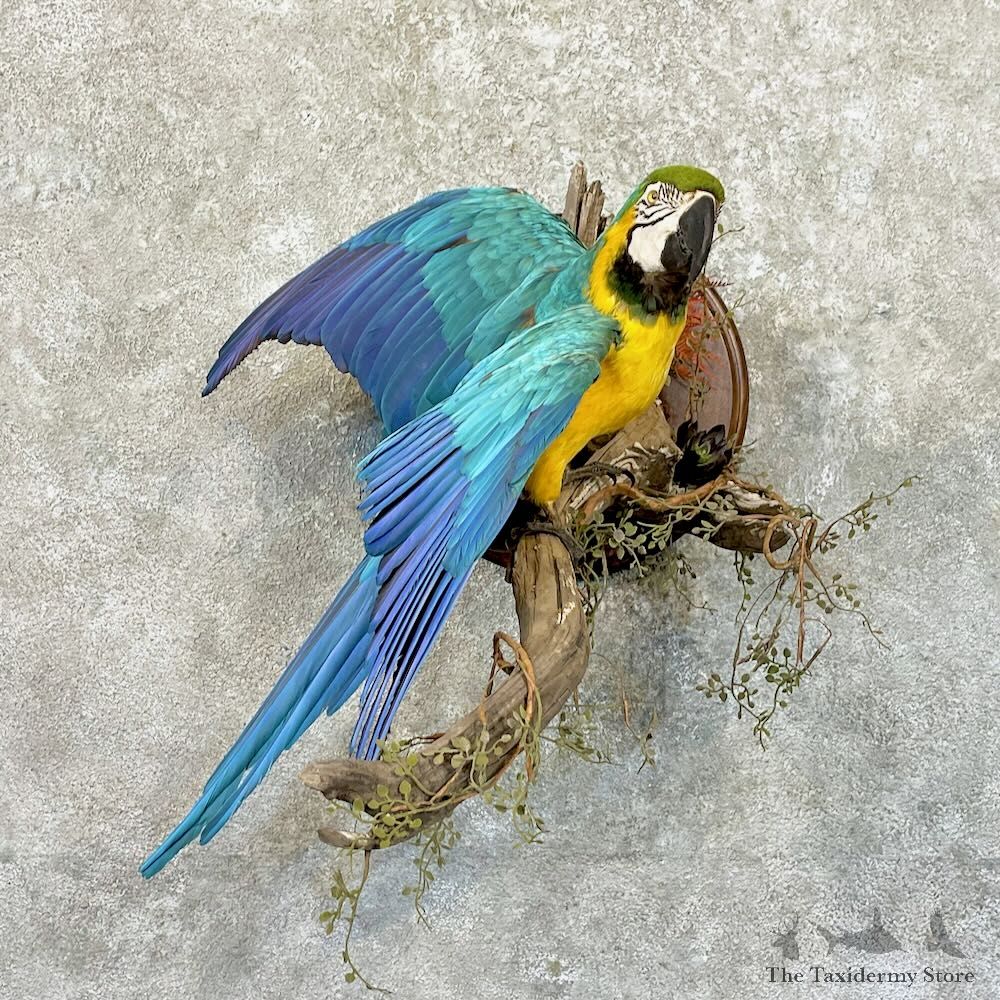 Blue-and-Yellow Macaw Bird Mount For Sale #27766 @ The Taxidermy Store
