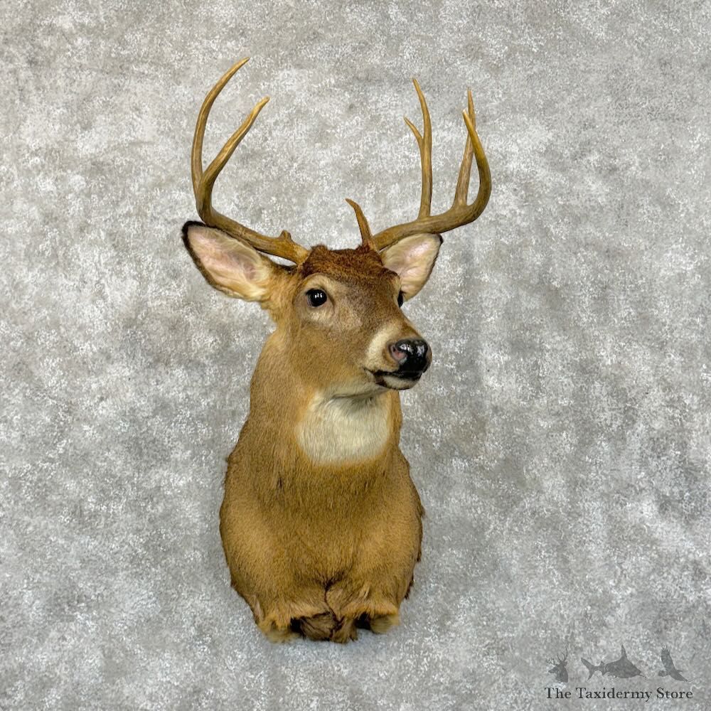 Whitetail Deer Shoulder Mount For Sale #29045 - The Taxidermy Store