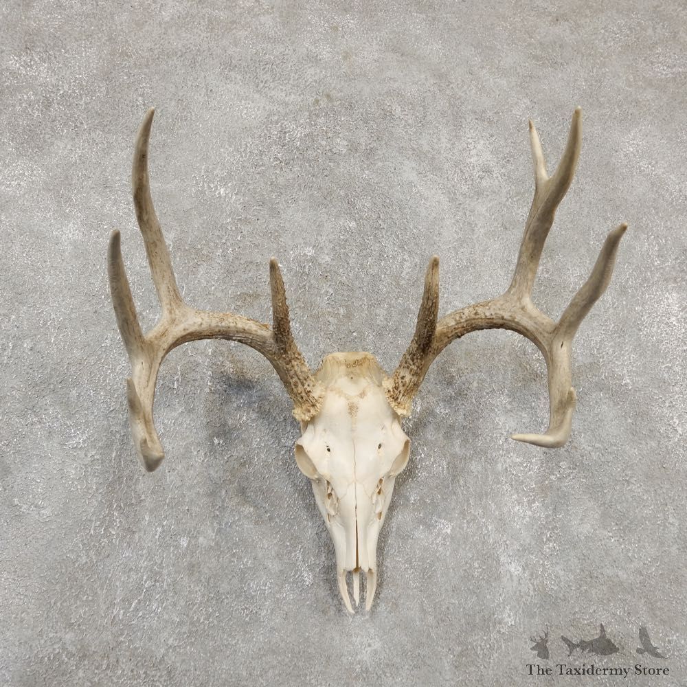 Whitetail Deer Skull European Mount For Sale #20178 @ The Taxidermy Store
