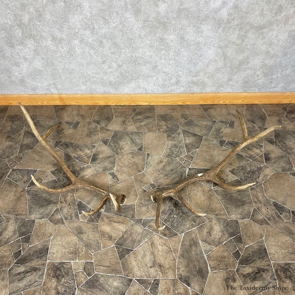 Elk Antler Craft Pack For Sale #25098 @ The Taxidermy Store