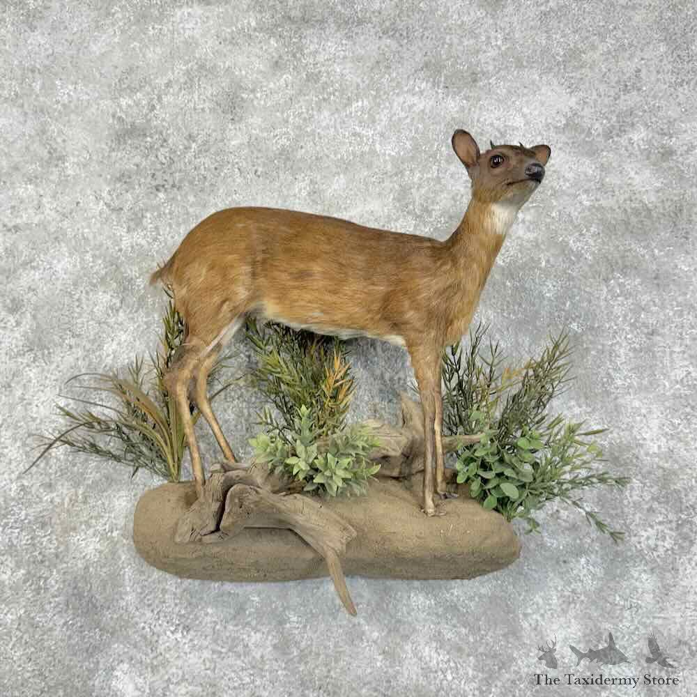 Royal Antelope Life Size Mount For Sale #31415 @ The Taxidermy Store
