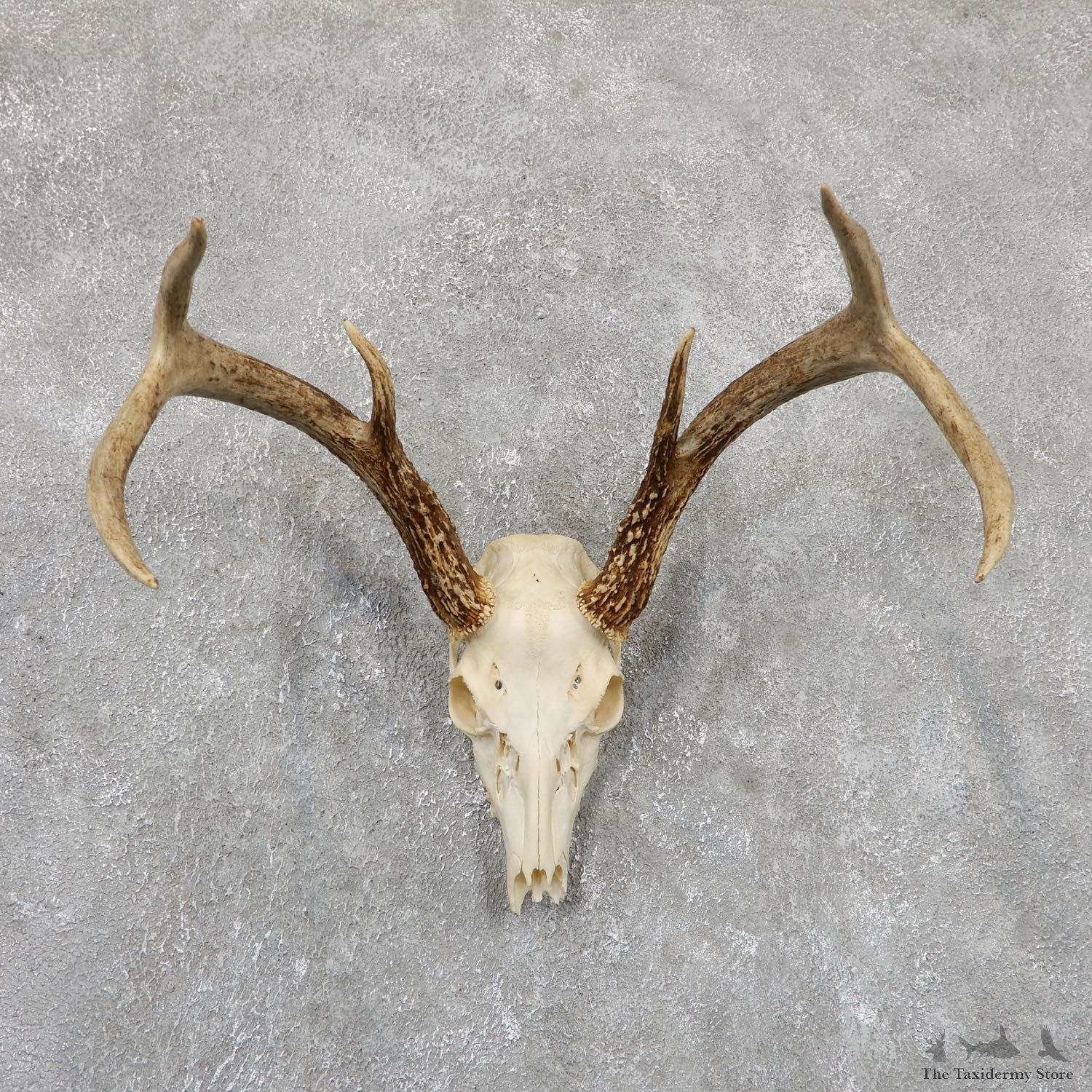 Whitetail Deer Skull European Mount For Sale #19419 @ The Taxidermy Store