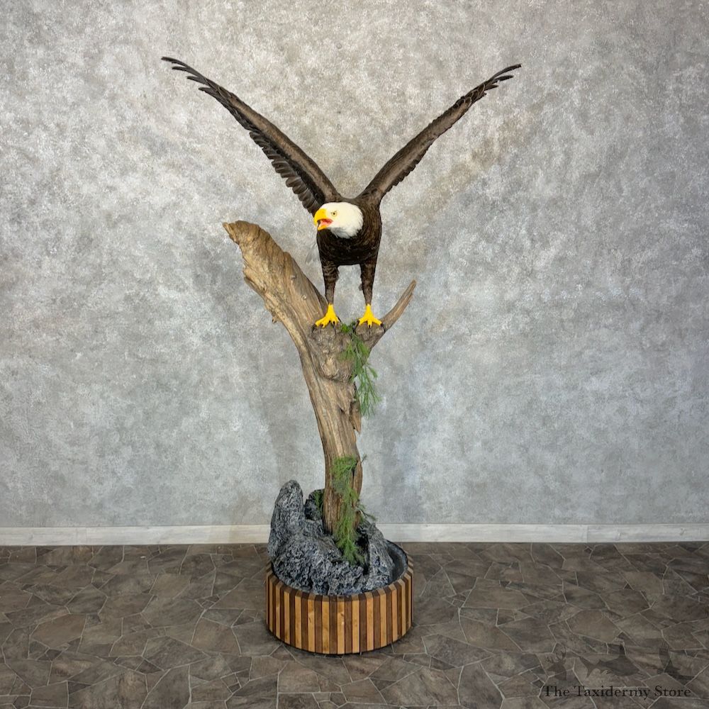 Reproduction Bald Eagle Bird Mount For Sale #29791 @ The Taxidermy Store