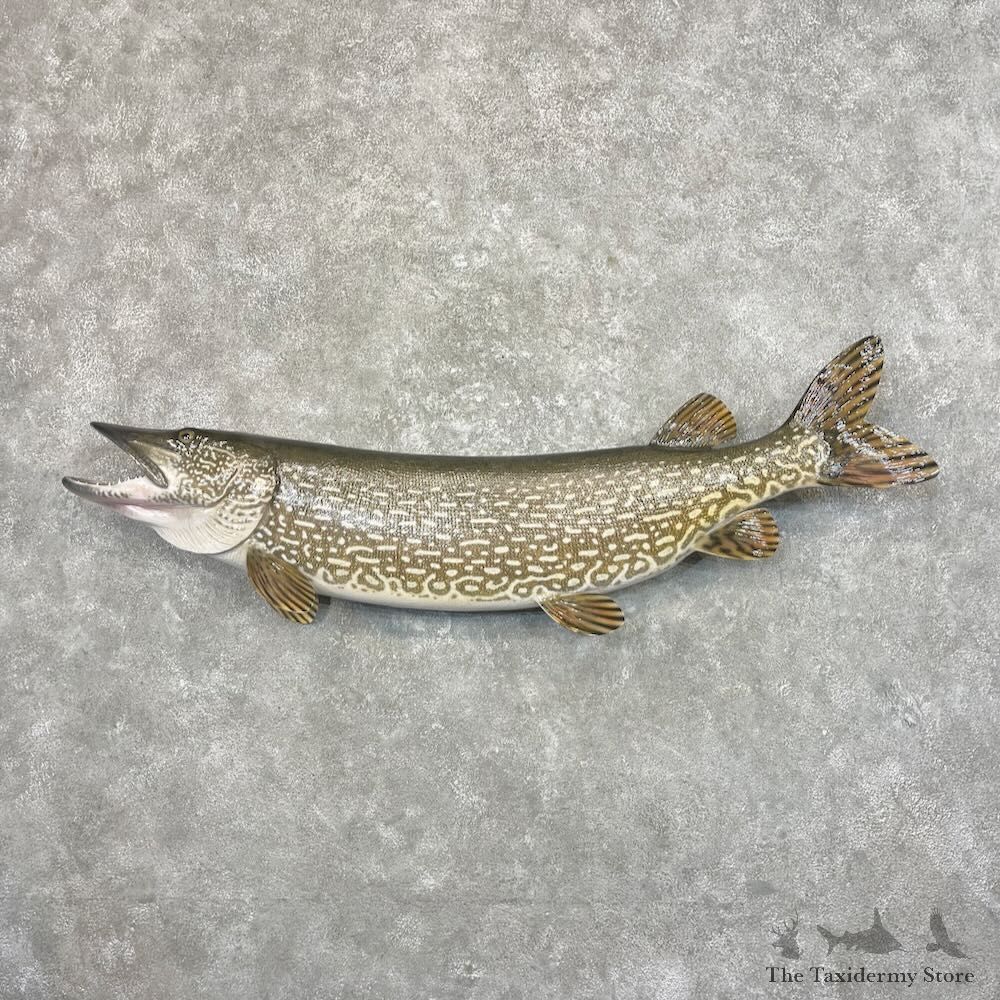 Northern Pike Fish Mount For Sale #27680 @The Taxidermy Store