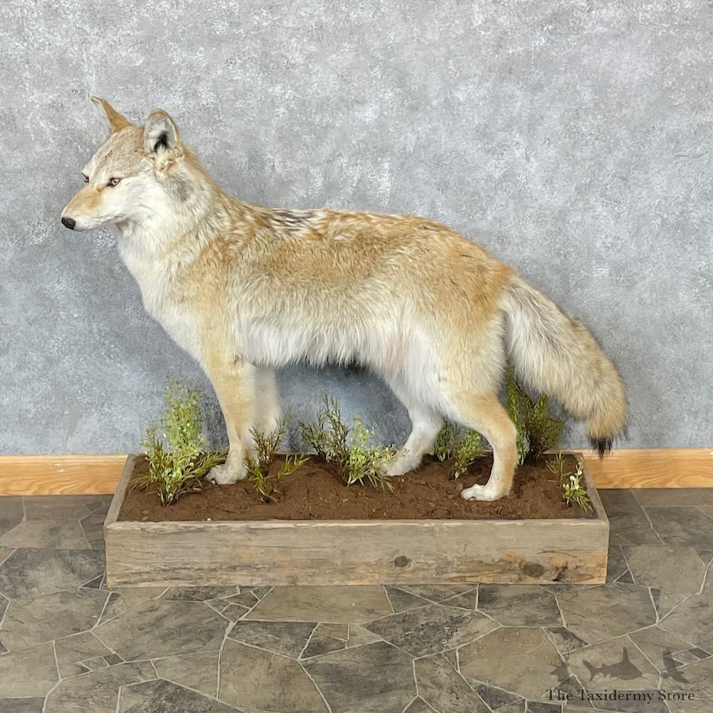 Strawberry Coyote Life Size Mount For Sale #28334 @ The Taxidermy Store