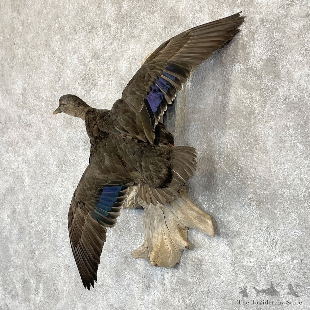 Black Duck Drake Bird Mount For Sale #28202 @ The Taxidermy Store