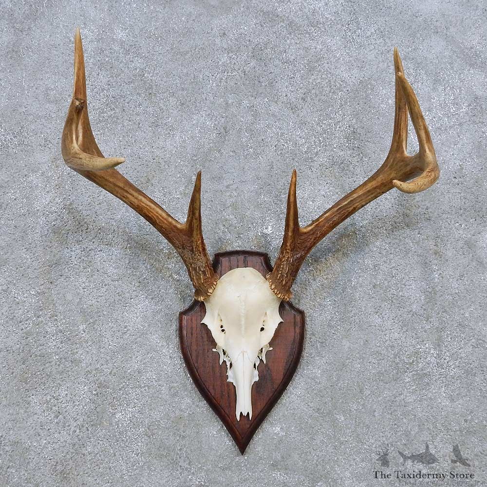 Coues Deer Antler Plaque Mount For Sale #14502 @ The Taxidermy Store