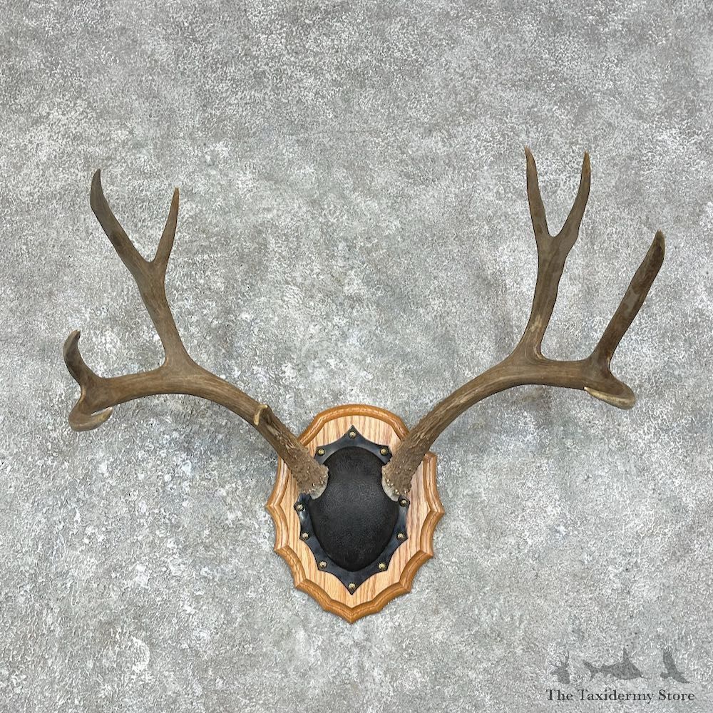 Mule Deer Taxidermy Antler Plaque #25878 For Sale @ The Taxidermy Store