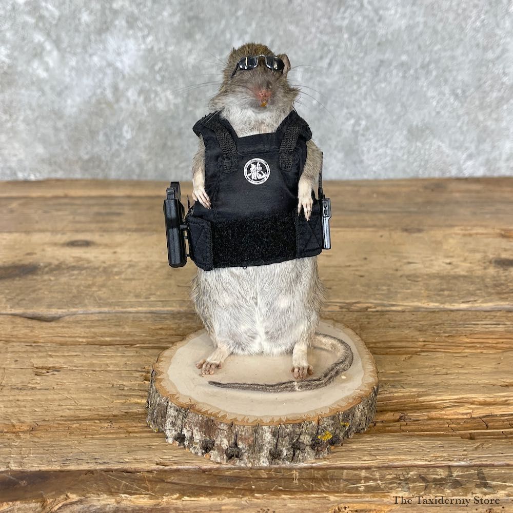 Agent Rat Novelty Mount For Sale #26530 @ The Taxidermy Store