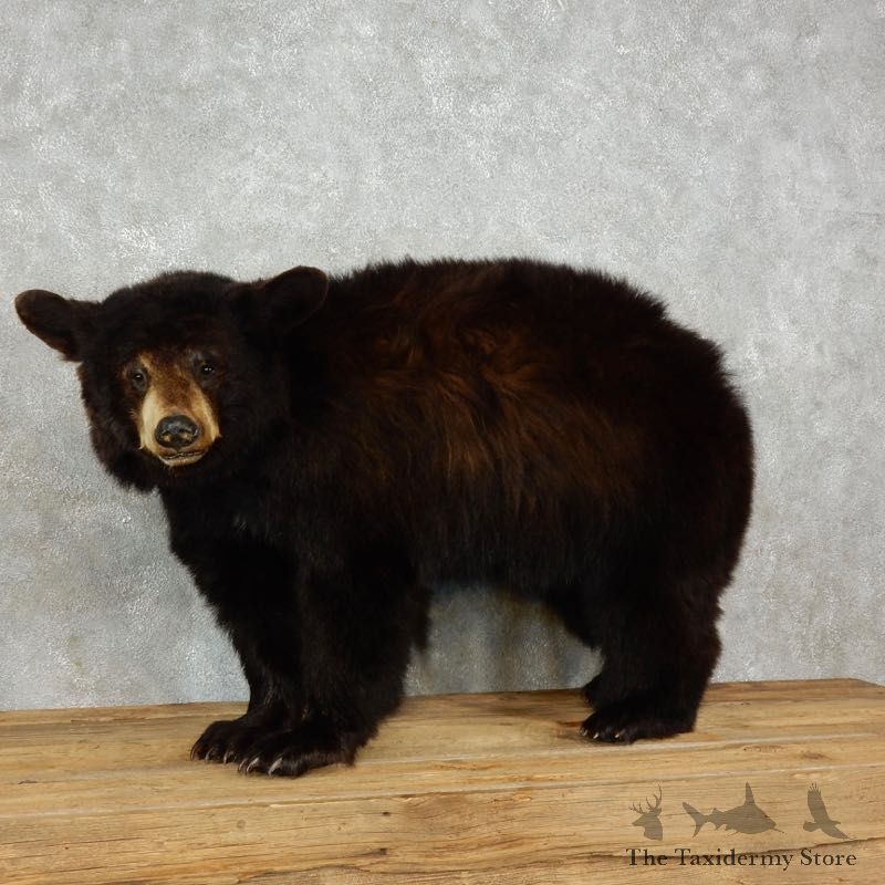 Black Bear Life-Size Mount For Sale #17477 @ The Taxidermy Store