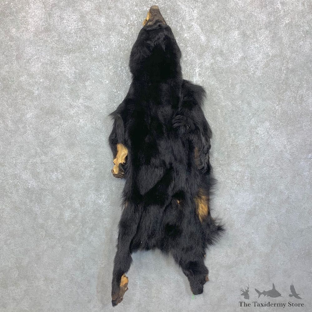 Tanned Black Bear Wall Hanging Pelt For Sale #23707 @ The Taxidermy Store