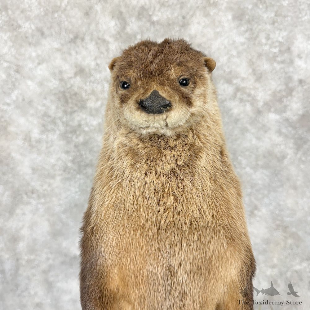 River Otter Life-Size Mount For Sale #29261 @ The Taxidermy Store