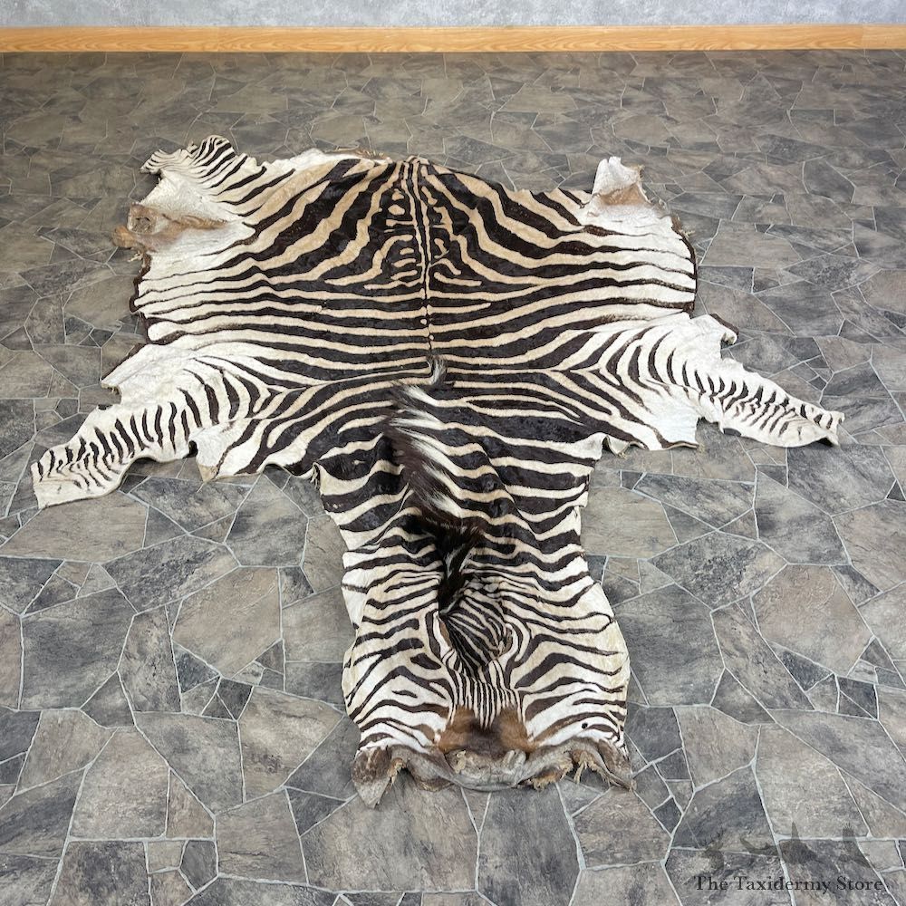 African Zebra Hide For Sale #25367 @ The Taxidermy Store