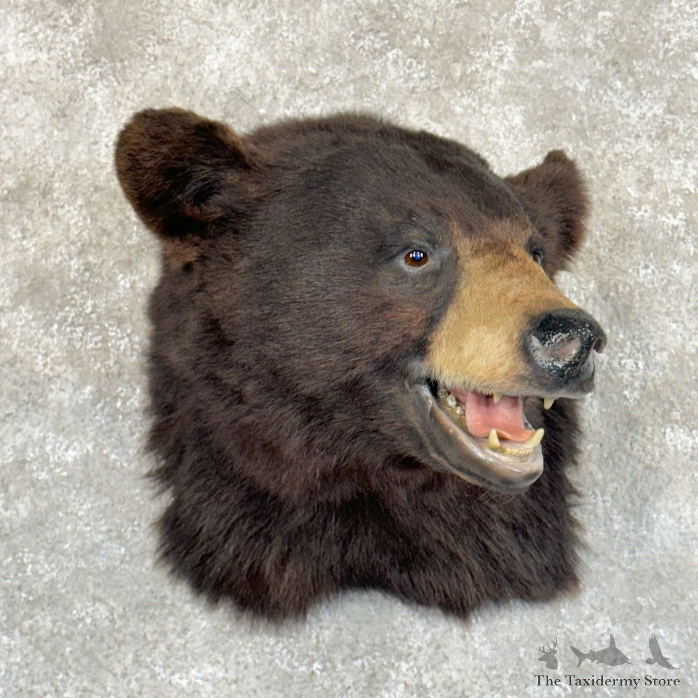 Black Bear Shoulder Mount For Sale #29212 @ The Taxidermy Store