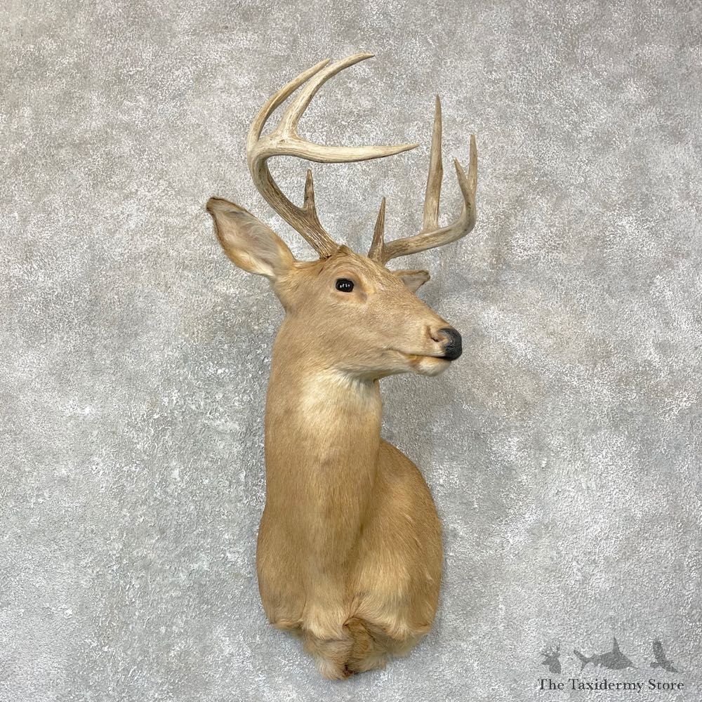 Whitetail Deer Shoulder Mount #24731 For Sale - The Taxidermy Store