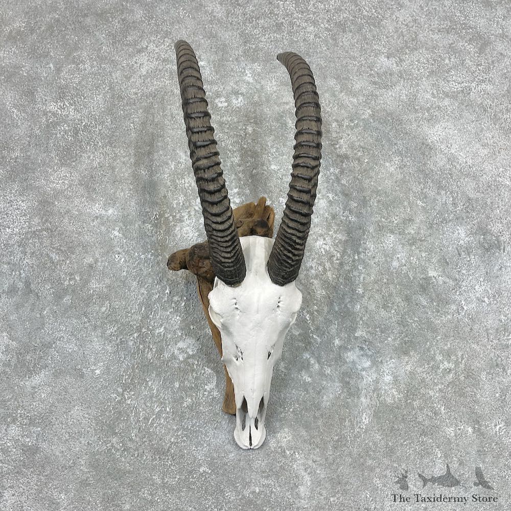 Roan Antelope Skull & Horns European Mount For Sale #26912 @ The Taxidermy Store