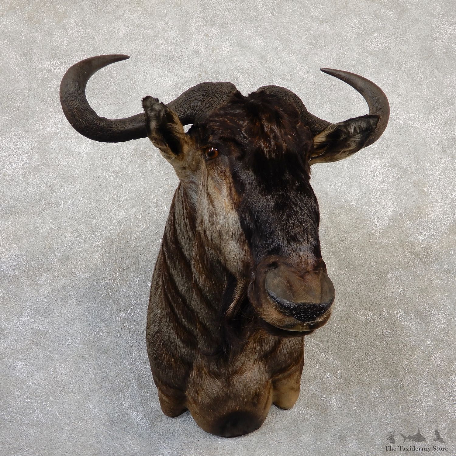Blue Wildebeest Shoulder Mount For Sale #20040 @ The Taxidermy Store