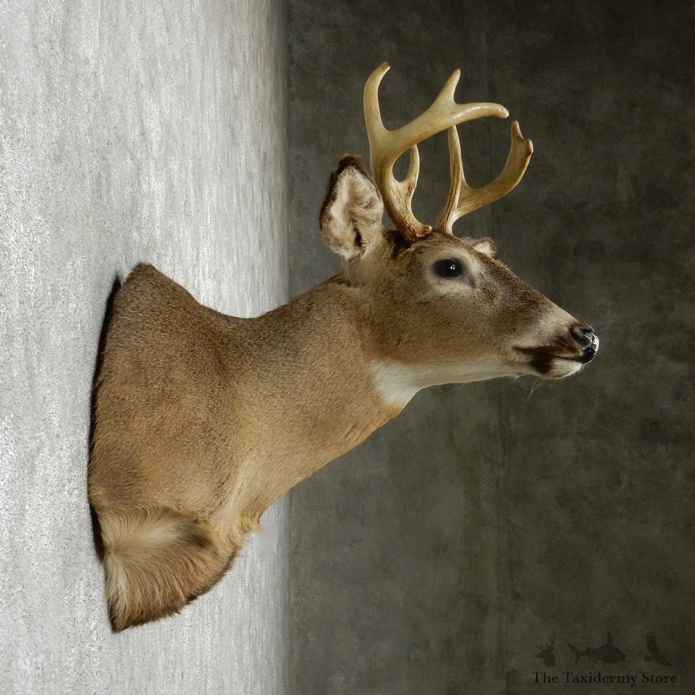 Whitetail Deer Taxidermy Shoulder Mount #13166 For Sale @ The Taxidermy Store