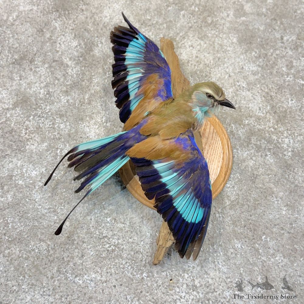 Lilac-Breasted Roller Life-Size Mount For Sale #30126 @ The Taxidermy Store