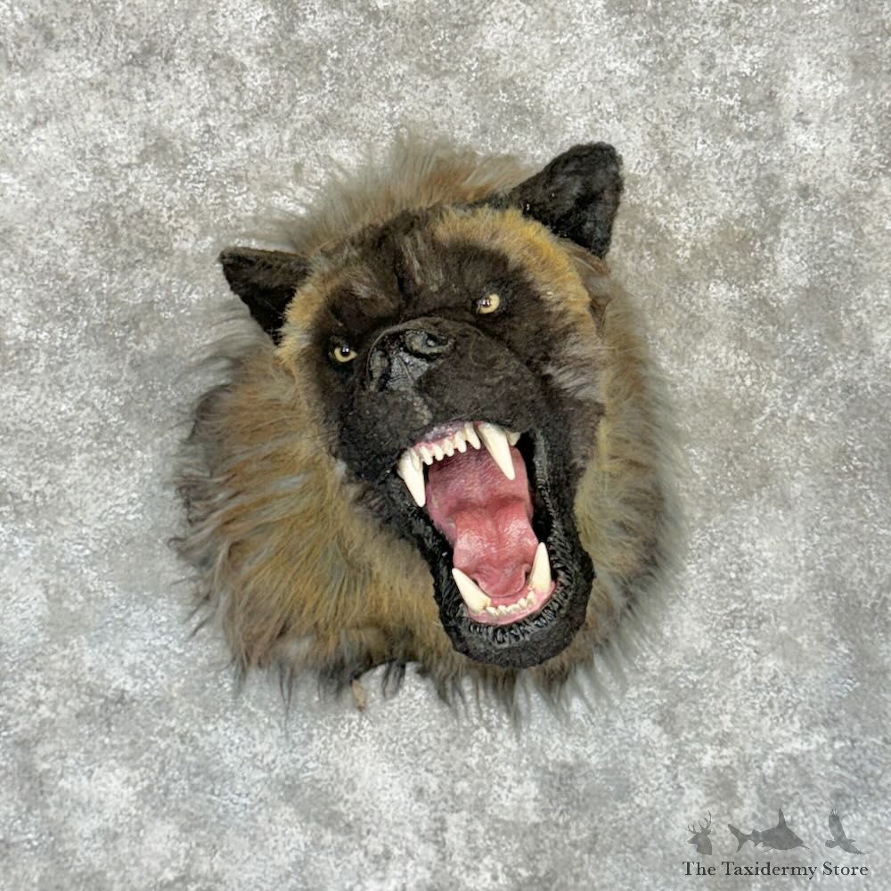 Reproduction Grey Wolf Shoulder Mount For Sale #29165 @ The Taxidermy Store