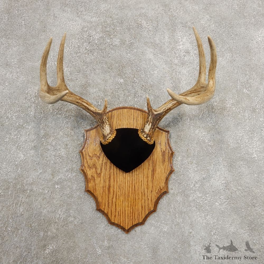 Whitetail Deer Antler Plaque Mount For Sale #20986 @ The Taxidermy Store