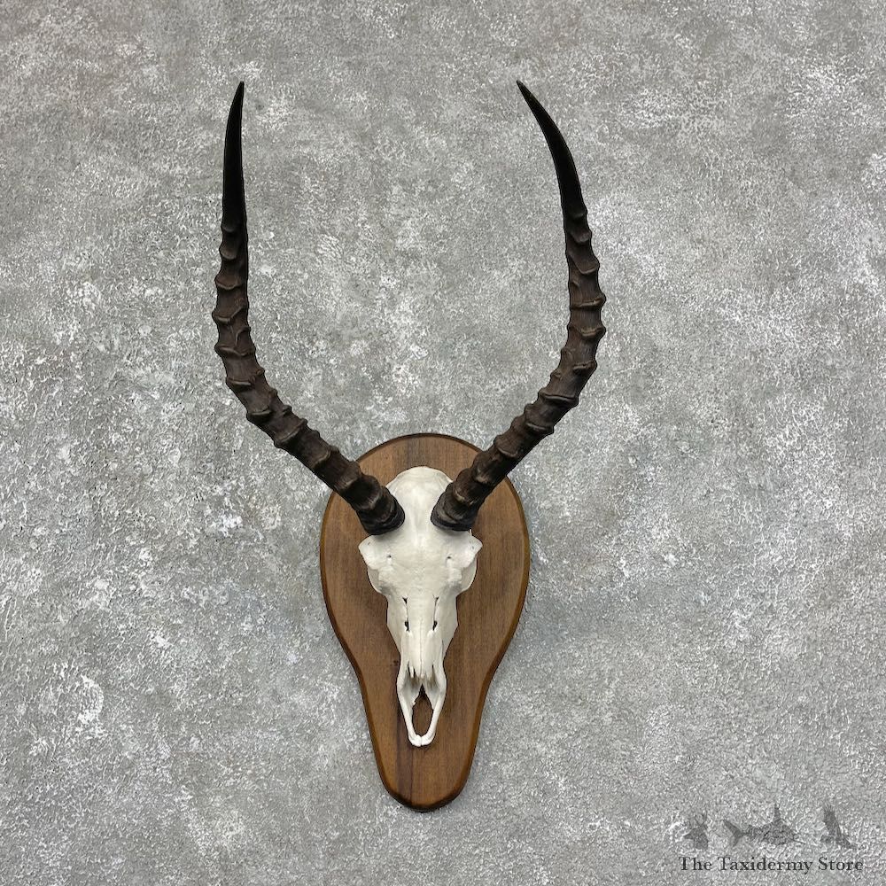 Impala Skull & Horn European Mount For Sale #25254 @ The Taxidermy Store