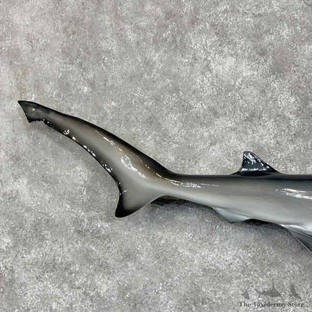 Bluntnose Sixgill Shark Reproduction Mount For Sale #30451 @ The Taxidermy Store
