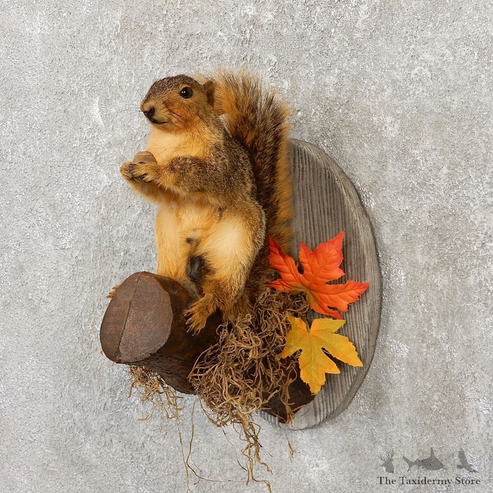 Fox Squirrel Mount For Sale #20137 @ The Taxidermy Store
