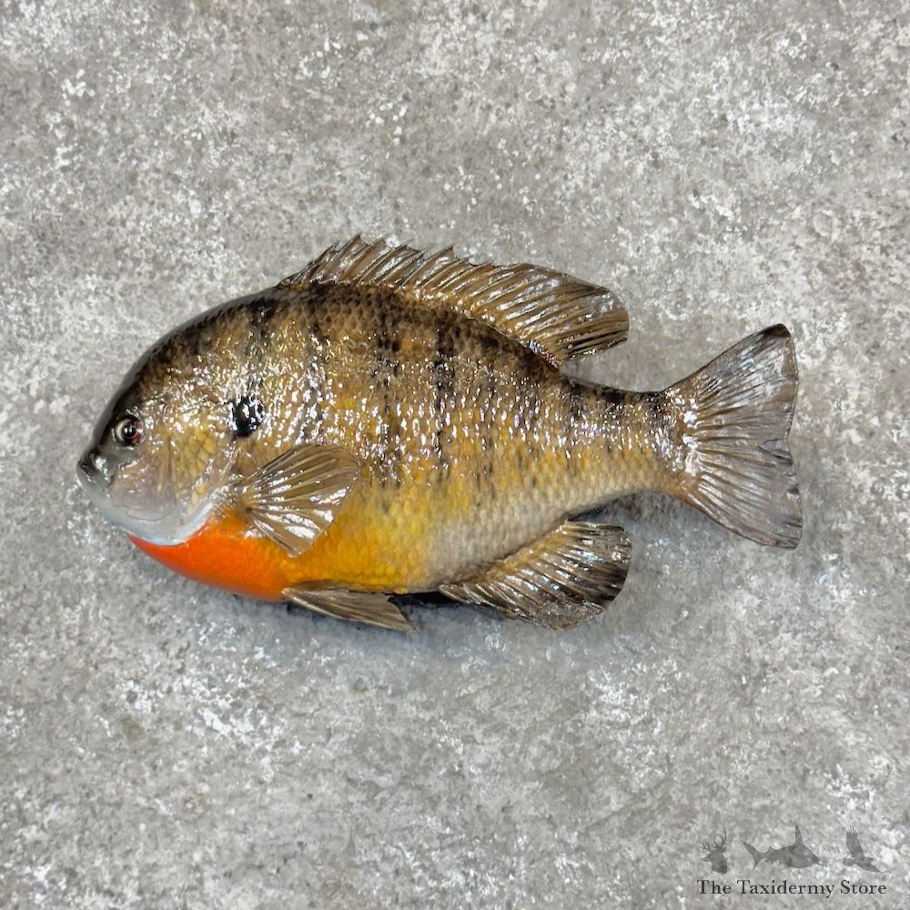 Bluegill Fish Mount For Sale #30074 @ The Taxidermy Store