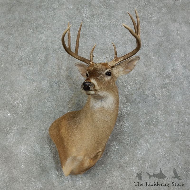 Whitetail Deer Shoulder Mount For Sale #17470 @ The Taxidermy Store