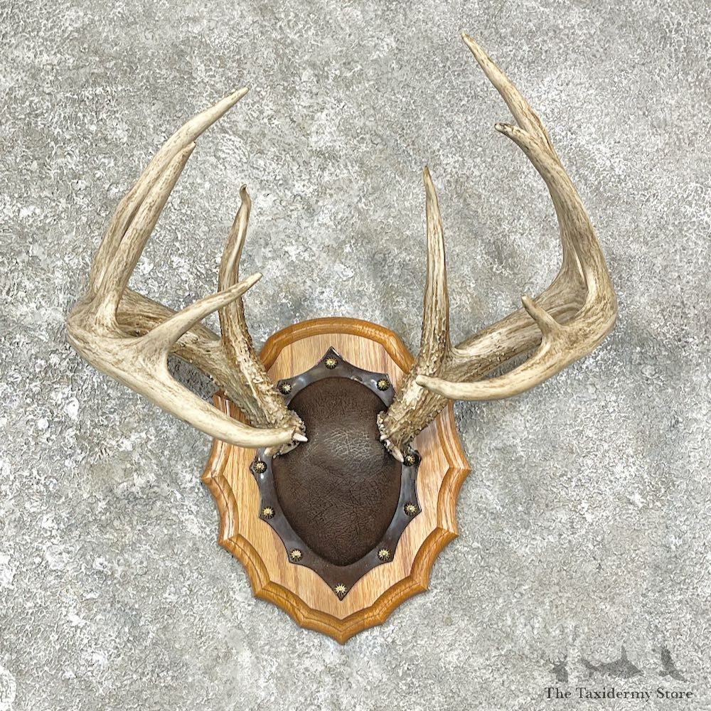 Whitetail Deer Antler Plaque Mount For Sale #25881 @ The Taxidermy Store