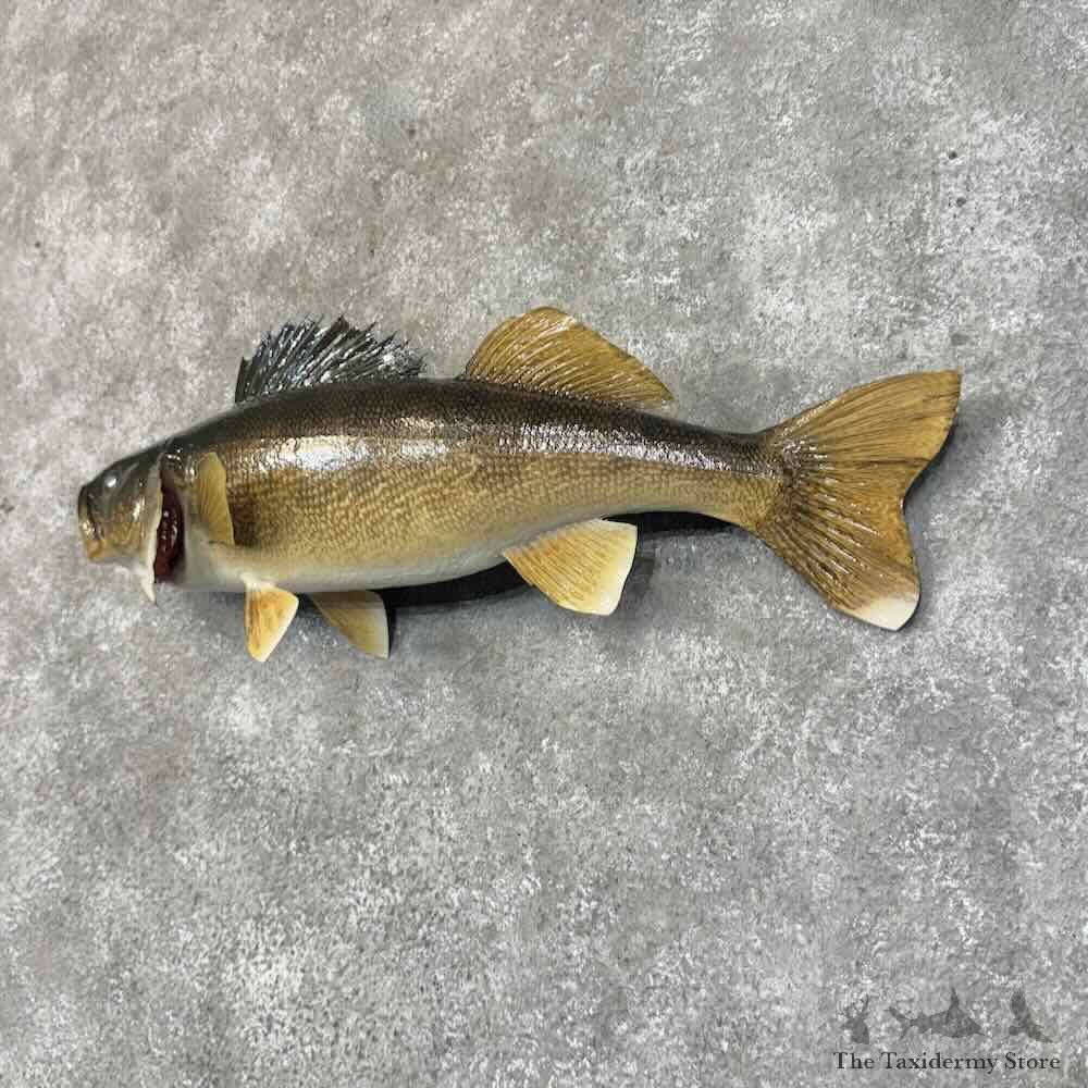 Walleye Fish Mount For Sale #31298 @ The Taxidermy Store