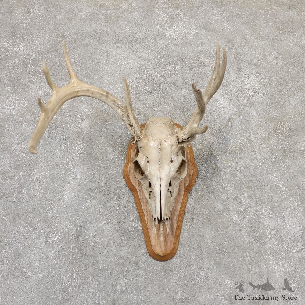 Whitetail Deer Skull European Mount For Sale #18953 @ The Taxidermy Store