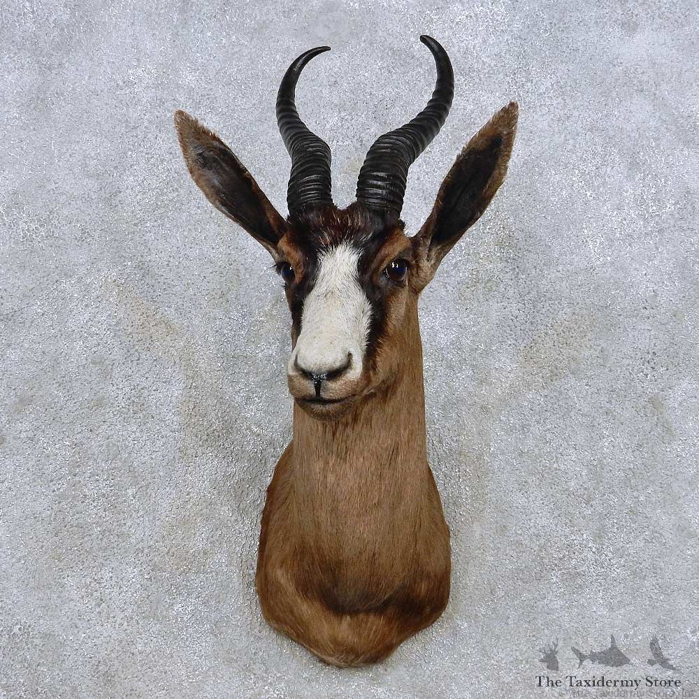 Black Springbok Shoulder Mount For Sale #14245 @ The Taxidermy Store