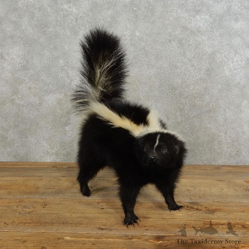 Life-Size Skunk Taxidermy Mount #17190 For Sale @ The Taxidermy Store